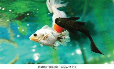 Vector Photo of colorful goldfish swimming in aquarium with clear water, looks very beautiful in hapitat in nature fauna