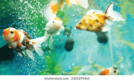 Vector Photo of colorful goldfish swimming in aquarium with clear water, looks very beautiful in hapitat in nature fauna