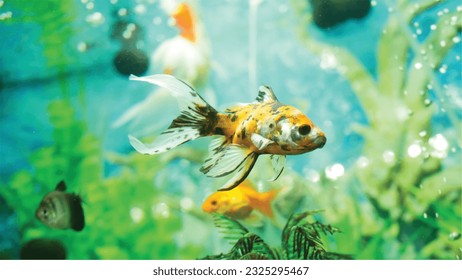 Vector Photo of colorful goldfish swimming in aquarium with clear water, looks very beautiful in hapitat in nature fauna
