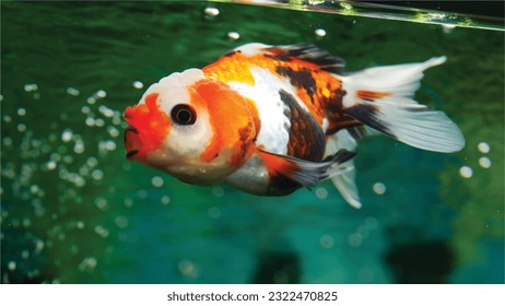 Vector Photo goldfish swimming in the aquarium with clear water, looks very beautiful