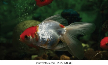 Vector Photo goldfish swimming in the aquarium with clear water, looks very beautiful