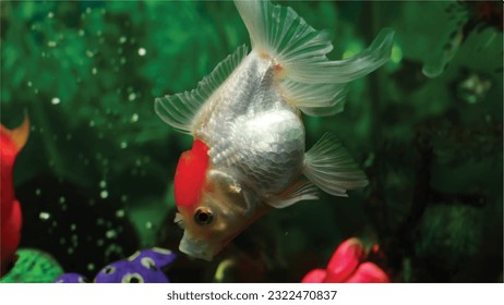 Vector Photo goldfish swimming in the aquarium with clear water, looks very beautiful