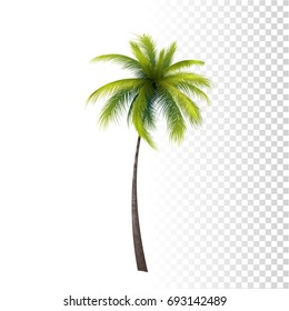 Vector Photo Realistic Green Classic Palm Tree Illustration. 