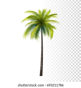 Vector Photo Realistic Green Classic Coconut Palm Tree Illustration. 