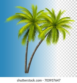 Vector Photo Realistic Green Classic Palm Tree Illustration. 