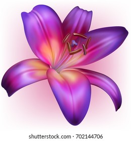 Vector photo realistic purple lilly isolated