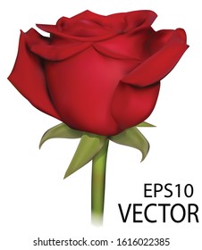 Vector photo realistic rose. Red isoleted rose on white background. Photo realistic vector rose