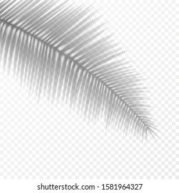 Vector Photo Realistic Transparent Palm Leaf Shadow Overlay Effect. EPS 10