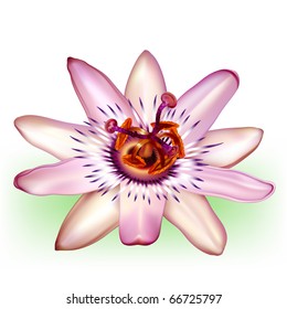 Vector photo-realistic beautiful Passion Flower