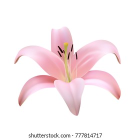 Vector photo-realistic beautiful pink lily.
