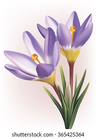Vector photo-realistic crocus flower
