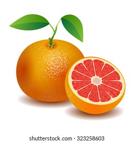 Vector photo-realistic grapefruit