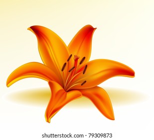 Vector photo-realistic orange lily on a white background