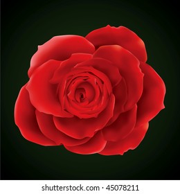 Vector photorealistic rose