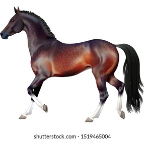 Vector photorealistic running bay horse isolation on white background