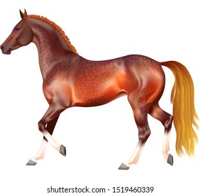 Vector photorealistic running chestnut horse isolation on white background