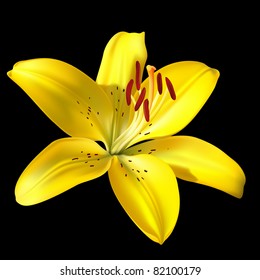 Vector photo-realistic vivid yellow lily isolated on black background