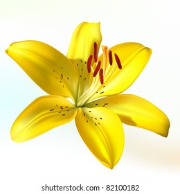 Vector photo-realistic vivid yellow lily on white