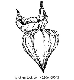 Vector physalis summer. Isolated botanical flower, leaves. Black and white engraved sketch ink art. Leaf plant botanical garden floral foliage. Wildflower drawing leaf illustration element.
