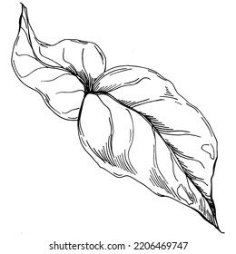 Vector physalis summer. Isolated botanical flower, leaves. Black and white engraved sketch ink art. Leaf plant botanical garden floral foliage. Wildflower drawing leaf illustration element.