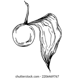 Vector physalis summer. Isolated botanical flower, leaves. Black and white engraved sketch ink art. Leaf plant botanical garden floral foliage. Wildflower drawing leaf illustration element.
