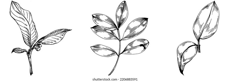 Vector physalis summer. Isolated botanical flower, leaves. Black and white engraved sketch ink art. Leaf plant botanical garden floral foliage. Wildflower drawing leaf illustration element.