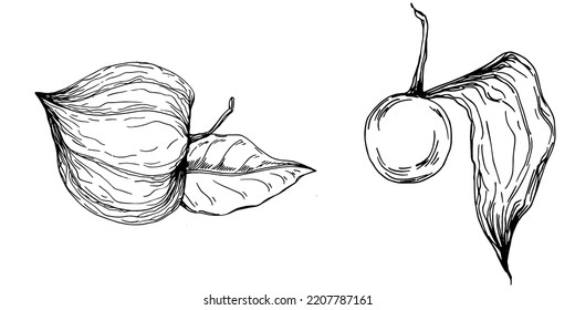 Vector physalis summer. Isolated botanical flower, leaves. Black and white engraved sketch ink art. Leaf plant botanical garden floral foliage. Wildflower drawing leaf illustration element.