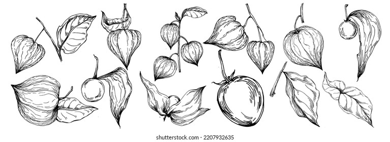 Vector physalis summer. Isolated botanical flower, leaves. Black and white engraved sketch ink art. Leaf plant botanical garden floral foliage. Wildflower drawing leaf illustration element.