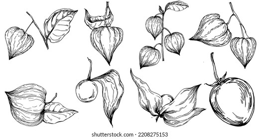 Vector physalis summer. Isolated botanical flower, leaves. Black and white engraved sketch ink art. Leaf plant botanical garden floral foliage. Wildflower drawing leaf illustration element.