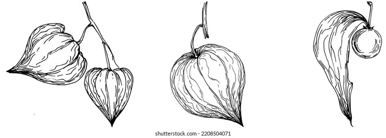 Vector physalis summer. Isolated botanical flower, leaves. Black and white engraved sketch ink art. Leaf plant botanical garden floral foliage. Wildflower drawing leaf illustration element.