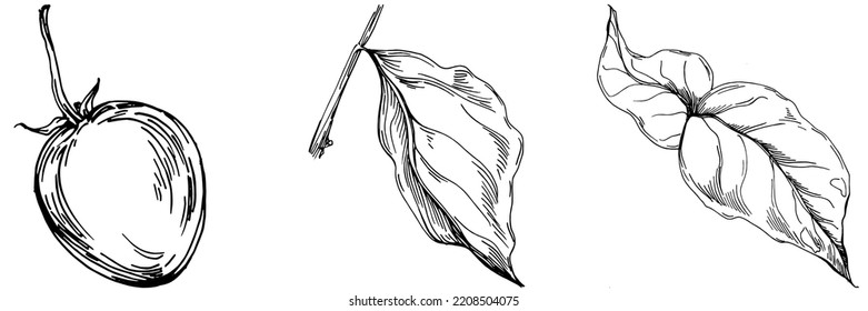 Verano de fisalis vectorial. Flor botánica aislada, hojas. Dibujo de tinta con grabado en blanco y negro. Planta de hojas de follaje floral de jardín botánico. Elemento de ilustración de dibujo de flores silvestres.
