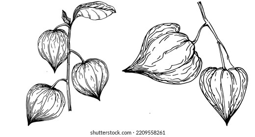 Vector physalis summer. Isolated botanical flower, leaves. Black and white engraved sketch ink art. Leaf plant botanical garden floral foliage. Wildflower drawing leaf illustration element.