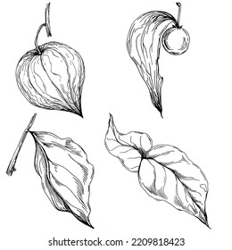 Verano de fisalis vectorial. Flor botánica aislada, hojas. Dibujo de tinta con grabado en blanco y negro. Planta de hojas de follaje floral de jardín botánico. Elemento de ilustración de dibujo de flores silvestres.
