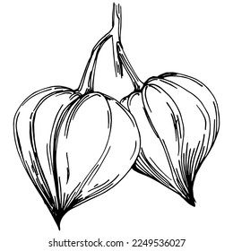Verano de fisalis vectorial. Flor botánica aislada, hojas. Dibujo de tinta con grabado en blanco y negro. Planta de hojas de follaje floral de jardín botánico. Elemento de ilustración de dibujo de flores silvestres.