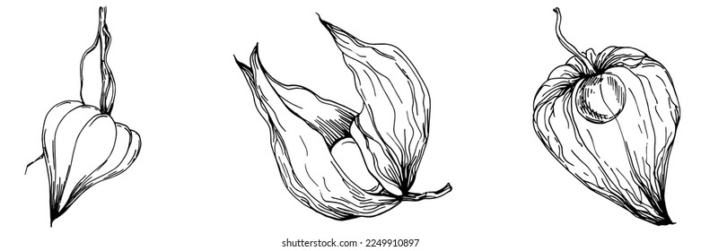 Vector physalis summer. Isolated botanical flower, leaves. Black and white engraved sketch ink art. Leaf plant botanical garden floral foliage. Wildflower drawing leaf illustration element.