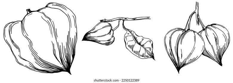 Vector physalis summer. Isolated botanical flower, leaves. Black and white engraved sketch ink art. Leaf plant botanical garden floral foliage. Wildflower drawing leaf illustration element.