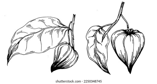 Vector physalis summer. Isolated botanical flower, leaves. Black and white engraved sketch ink art. Leaf plant botanical garden floral foliage. Wildflower drawing leaf illustration element.