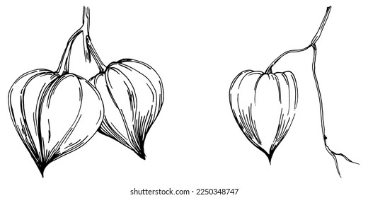 Vector physalis summer. Isolated botanical flower, leaves. Black and white engraved sketch ink art. Leaf plant botanical garden floral foliage. Wildflower drawing leaf illustration element.