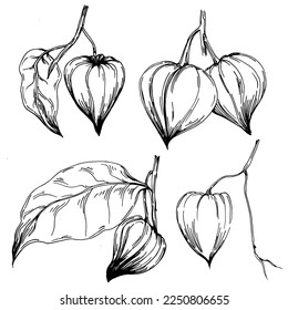 Verano de fisalis vectorial. Flor botánica aislada, hojas. Dibujo de tinta con grabado en blanco y negro. Planta de hojas de follaje floral de jardín botánico. Elemento de ilustración de dibujo de flores silvestres.