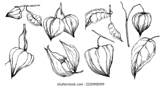 Vector physalis summer. Isolated botanical flower, leaves. Black and white engraved sketch ink art. Leaf plant botanical garden floral foliage. Wildflower drawing leaf illustration element.