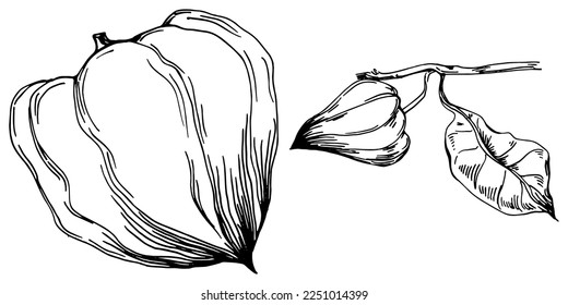 Vector physalis summer. Isolated botanical flower, leaves. Black and white engraved sketch ink art. Leaf plant botanical garden floral foliage. Wildflower drawing leaf illustration element.