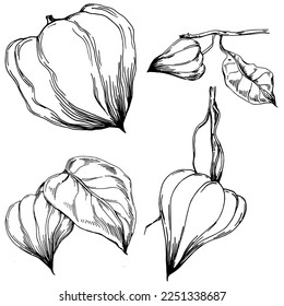 Verano de fisalis vectorial. Flor botánica aislada, hojas. Dibujo de tinta con grabado en blanco y negro. Planta de hojas de follaje floral de jardín botánico. Elemento de ilustración de dibujo de flores silvestres.