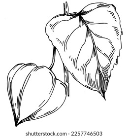 Vector physalis summer. Isolated botanical flower, leaves. Black and white engraved sketch ink art. Leaf plant botanical garden floral foliage. Wildflower drawing leaf illustration element.