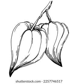 Vector physalis summer. Isolated botanical flower, leaves. Black and white engraved sketch ink art. Leaf plant botanical garden floral foliage. Wildflower drawing leaf illustration element.