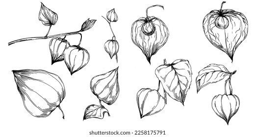 Vector physalis summer. Isolated botanical flower, leaves. Black and white engraved sketch ink art. Leaf plant botanical garden floral foliage. Wildflower drawing leaf illustration element.