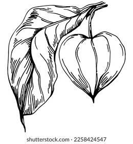 Vector physalis summer. Isolated botanical flower, leaves. Black and white engraved sketch ink art. Leaf plant botanical garden floral foliage. Wildflower drawing leaf illustration element.