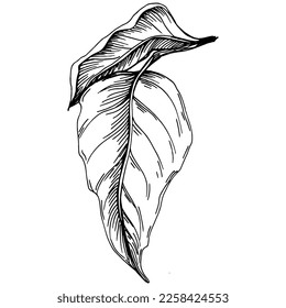 Vector physalis summer. Isolated botanical flower, leaves. Black and white engraved sketch ink art. Leaf plant botanical garden floral foliage. Wildflower drawing leaf illustration element.