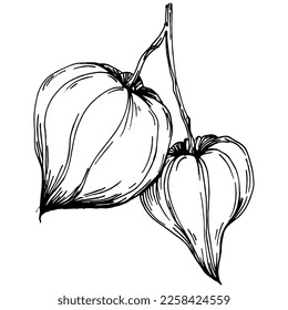 Verano de fisalis vectorial. Flor botánica aislada, hojas. Dibujo de tinta con grabado en blanco y negro. Planta de hojas de follaje floral de jardín botánico. Elemento de ilustración de dibujo de flores silvestres.