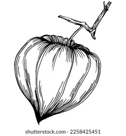 Vector physalis summer. Isolated botanical flower, leaves. Black and white engraved sketch ink art. Leaf plant botanical garden floral foliage. Wildflower drawing leaf illustration element.