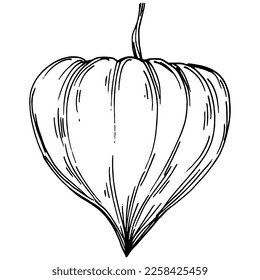Verano de fisalis vectorial. Flor botánica aislada, hojas. Dibujo de tinta con grabado en blanco y negro. Planta de hojas de follaje floral de jardín botánico. Elemento de ilustración de dibujo de flores silvestres.